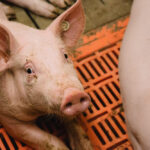 Ob Ferkelzucht oder Schweinemast: Die Arbeit im Stall ist kein 08/15-Job. Agrar-Beschäftigte im Schwalm-Eder-Kreis haben zum ersten Mal die Chance, an einer bundesweiten Studie bei einer Online-Umfrage mitzumachen. Dabei geht es um die Arbeitsbedingungen in der Tierhaltung. Foto: Tobias Seifert | IG BAU