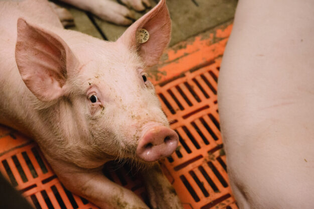Ob Ferkelzucht oder Schweinemast: Die Arbeit im Stall ist kein 08/15-Job. Agrar-Beschäftigte im Schwalm-Eder-Kreis haben zum ersten Mal die Chance, an einer bundesweiten Studie bei einer Online-Umfrage mitzumachen. Dabei geht es um die Arbeitsbedingungen in der Tierhaltung. Foto: Tobias Seifert | IG BAU