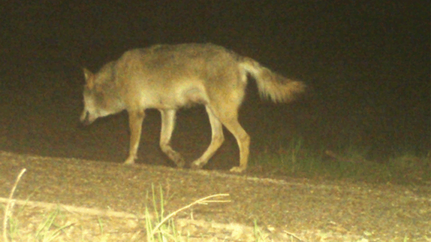 Fähe mit Gesäuge aus der Gemeinde Waldkappel. Quelle: HessenForst