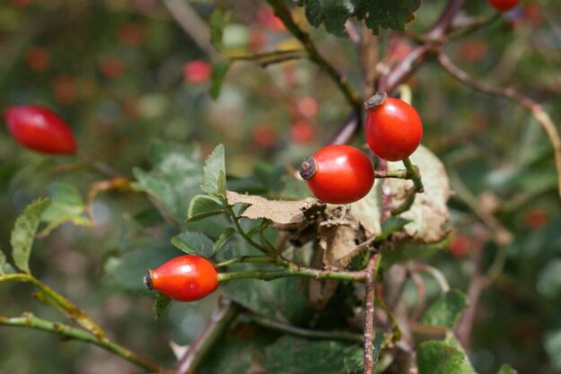 Die Hagebutte ist ein klassisches Gesträuch für eine Feldhecke. Sie bietet ein dichtes Laubwerk als Sicht- und Windschutz, dornenreiches Geäst als Barriere gegen Wildtiere, Blüten und Früchte als Nahrung für Vögel und Kleintiere, und sie ist sehr robust und fördert die Biodiversität. Foto: Kraus | Pixabay