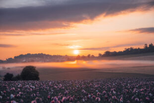 Nicole Herr kam mit ihrem »Mohnfeld im Nebel« auf den zweiten Platz. Foto: Nicole Herr