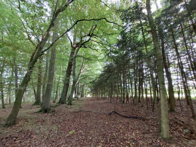 Wald ist nicht gleich Wald. Foto: Jörg Haafke