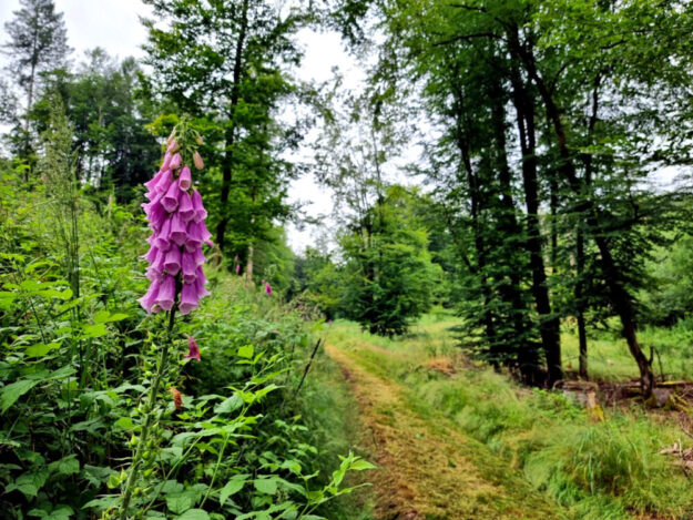 Bei Wanderern beliebt: schmale, naturnahe Pfade. Foto: N.N. | Tourismusservice Rotkäppchenland e.V.