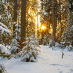 Weihnachtlicher Winterwald im Kiefern-Fichtenmischbestand. Foto: © A. Schulenberg | HessenForst