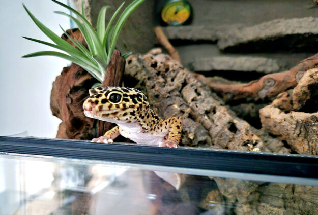 Weder Exoten noch andere Tiere gehören unter den Weihnachtsbaum. Foto: N.N. | pm, RP Kassel