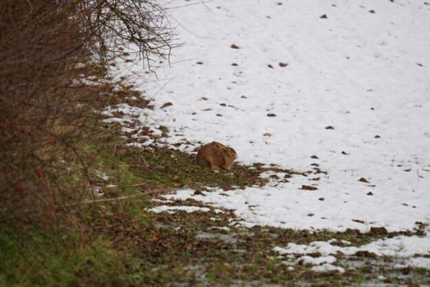 Hecken und Strukturen bieten kleinklimatisch günstige Bereiche. Foto: N.N. | © LLH