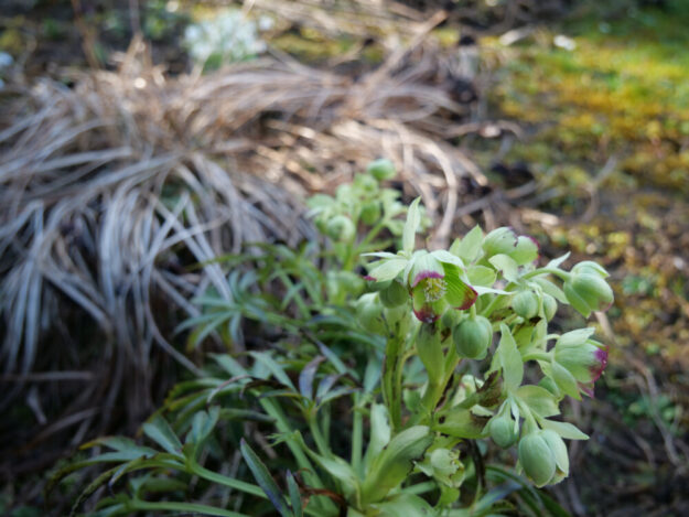 Der gründliche Frühjahrsputz im Garten hat noch Zeit. Foto: N.N. | ©LLH
