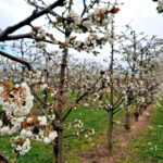 Die Kirschblüte hat begonnen – und mit ihr eine besonders spannende Phase für den Obstbau in Nordhessen. Foto: © LLH