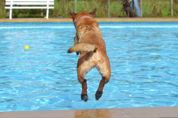Und hopp, rein ins Wasser. Ok., Hunde dürfen in Schwalmstadt natürlich nicht ins Freibad, ihren Spaß hätten sie aber garantiert. Foto: N.N. | Pixabay