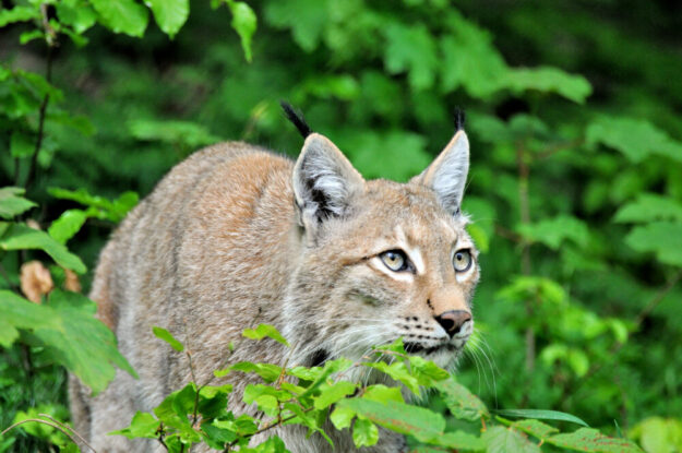 Der Luchs ist das Thementier des Jahres. Foto: N.N. | pm, Wildpark Knüll