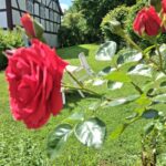 Rosen im Pfarrgarten in Holzburg. Foto: Heidrun Merk