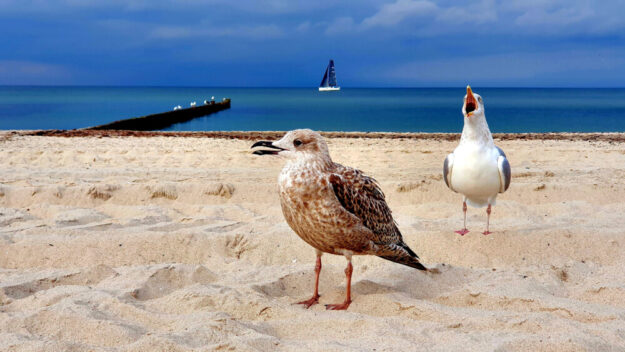 Möwen, Strand und Meer – was will man mehr? Am besten beim Eigenbetrieb Jugend- und Freizeiteinrichtungen des Schwalm-Eder-Kreises nachfragen. Dort gibt es klasse Ferientermine voller starker Sommeraktionen. Foto: Sven Oldenburg | Pexels