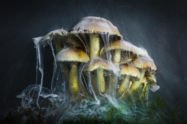 Ein Bild wie aus einer Fantasy-Sage. Auf die verborgene Welt dahinter lenkt der Fotograf den Blick. Foto: Jürgen Schmittdiel