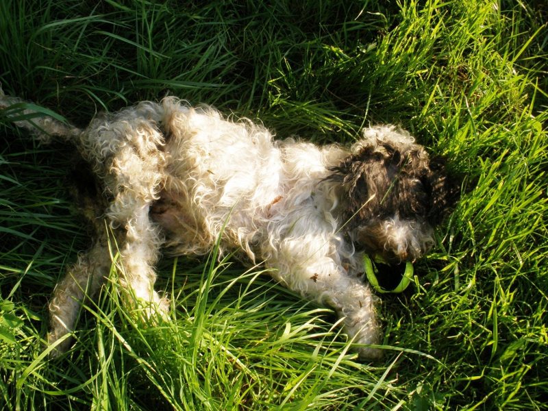 Ausgesetzter junger Hund qualvoll gestorben SEKNews OnlineZeitung