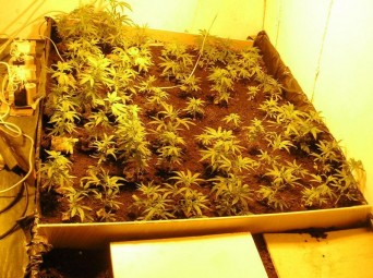 cannabis1