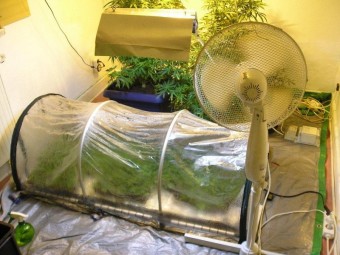 cannabis2 cannabis2